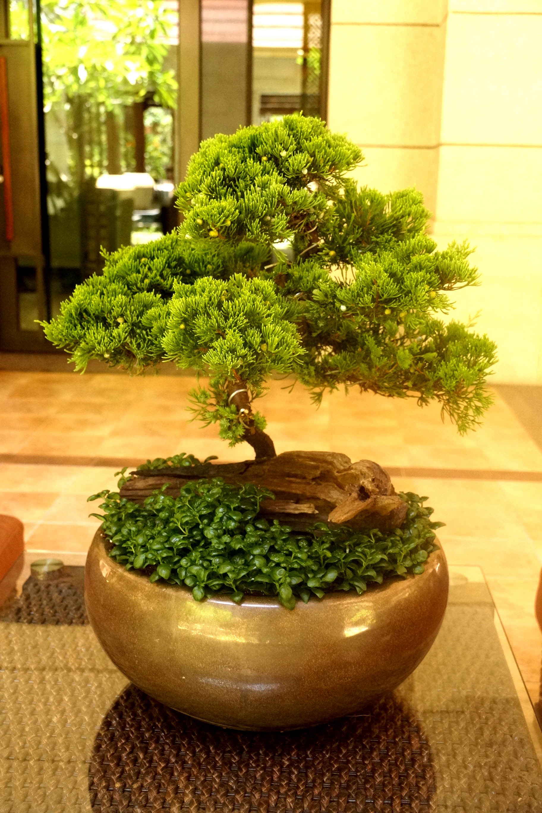 大鵬展翅