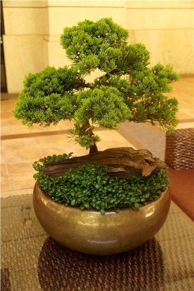 大鵬展翅