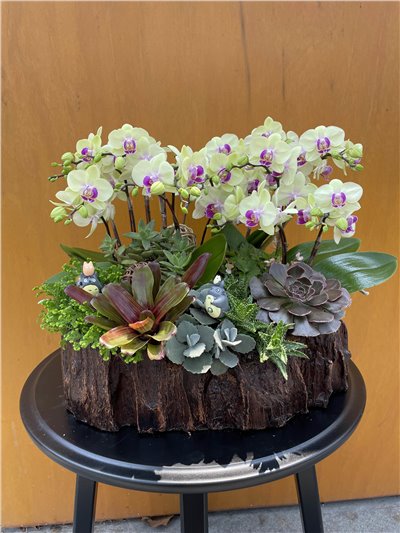 忘憂花園